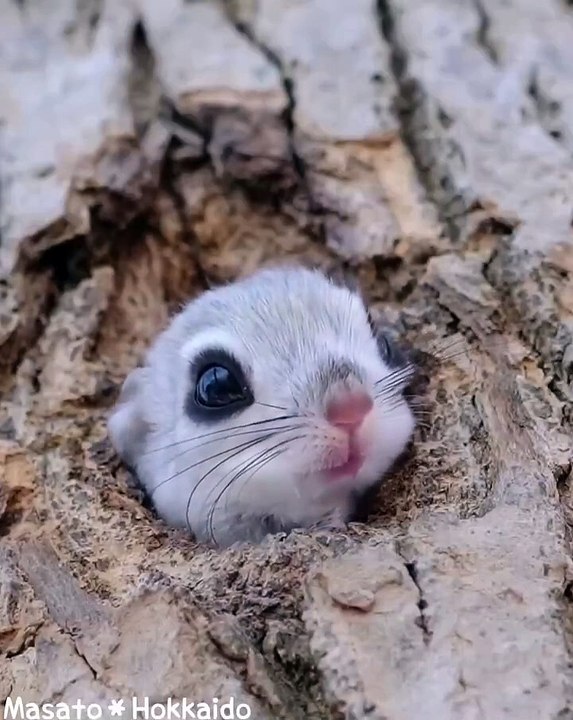 Little flying squirrel