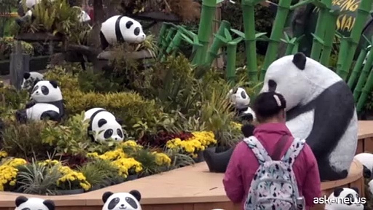 Hong Kong, cerimonia per i panda gemelli, un concorso per il nome