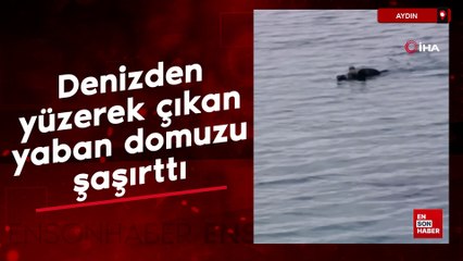 Aydın'da denizden yüzerek çıkan yaban domuzu şaşırttı
