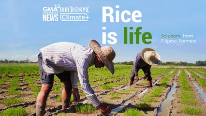 Rice is Life – Solutions from Filipino Farmers