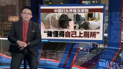 中国妇女养猪当宠物  “猪懂得自己上厕所”