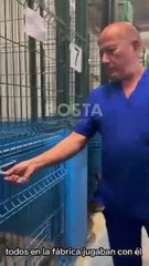 Conozca la historia de Jr. el perrito aullador de la fábrica incendiada