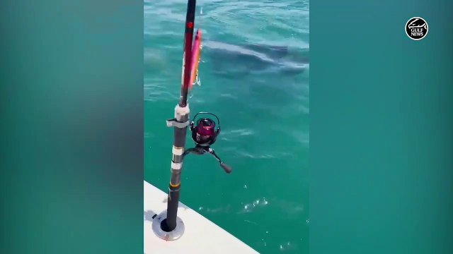 Abu Dhabi coast witnesses the rare sighting of killer whales