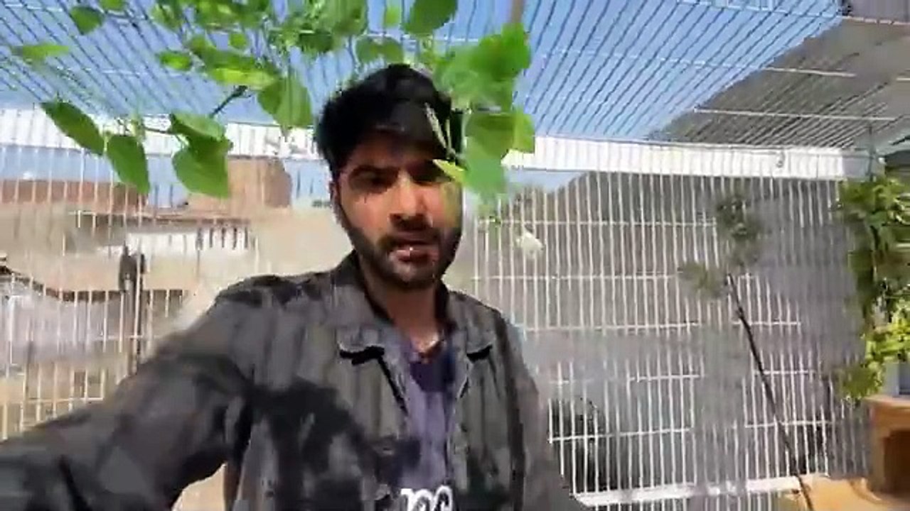 shehar mein dehat  ep 144 2025 animal mini zoo Finally Hamary Cute Guiana Pigs A Gye