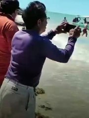 Impactante avistamiento de delfines en Celestún