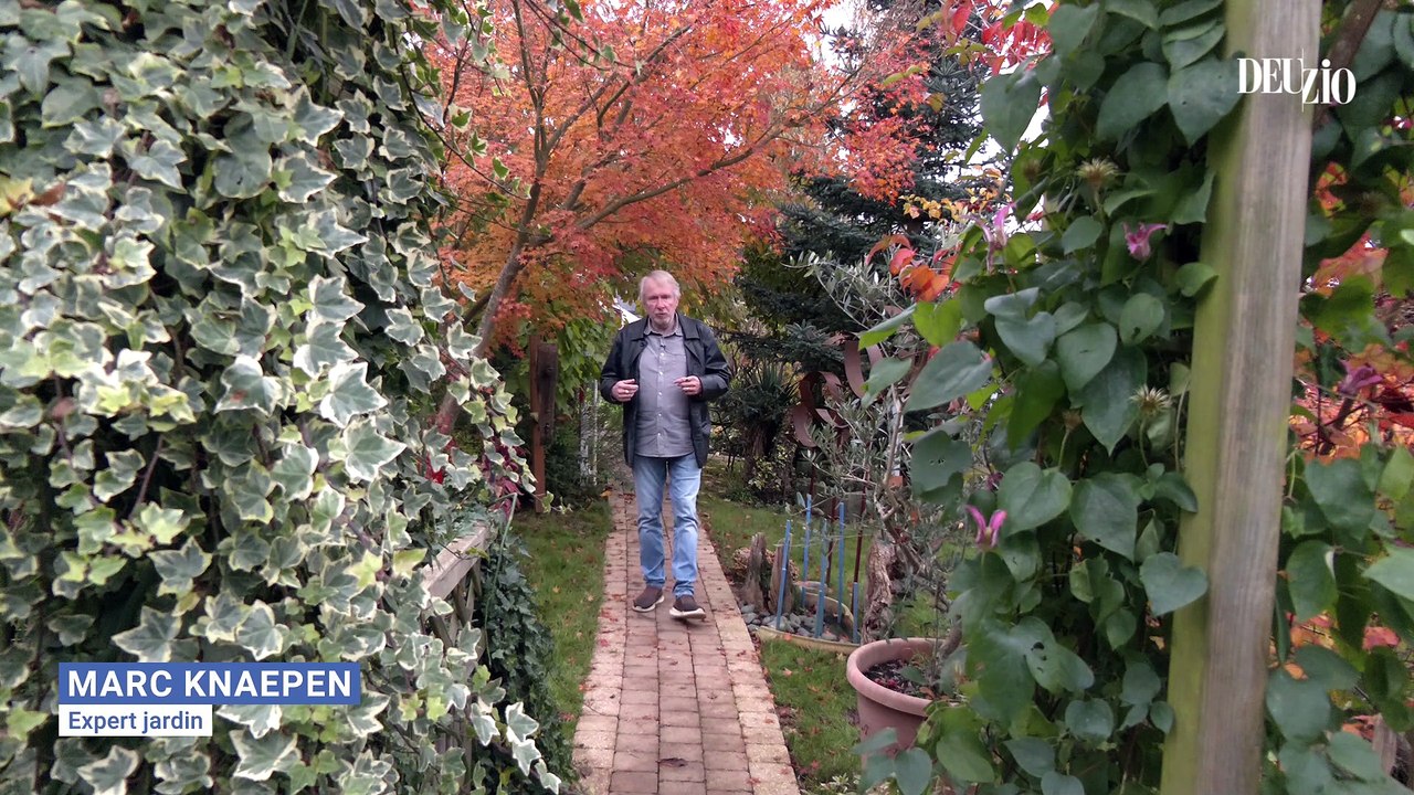 Travaux du jardin - 15 février 2025 : l'arbre de cuivre