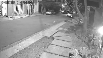 Matan coyotes a perrita que paseaba en San Pedro (VIDEO)