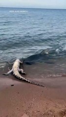 Rechin vs Crocodil: Who Would Win in a Battle? 🦈🐊