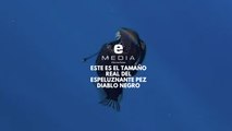Este es el tamaño real del espeluznante pez diablo negro
