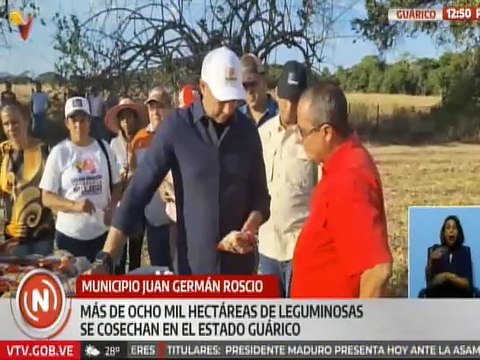 Guárico | Productores cosechan más de 8 mil hectáreas de leguminosas para beneficio del país