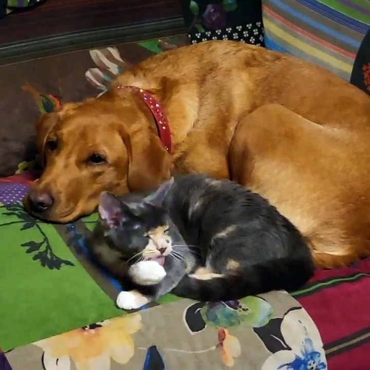 🐾 Welcome to the purr-fect world of **FelineAndCanine**! 🐶 In this exciti