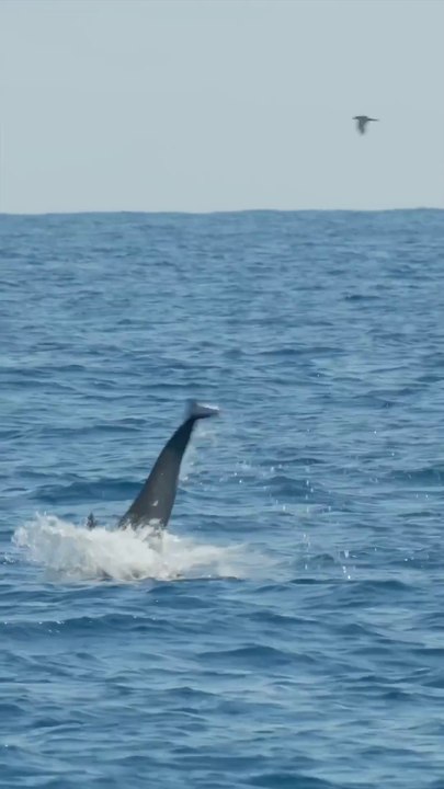 Baby dolphin sighting!! #BabyAnimals #Shorts - 1080