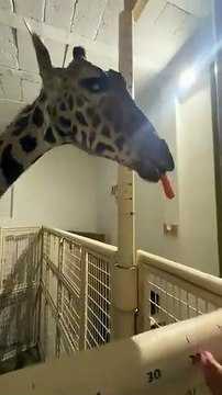 Llega la jirafa Benito al Africam Safari (VIDEO)