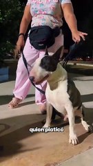 ¿Por qué es importante entrenar y educar a los perritos?