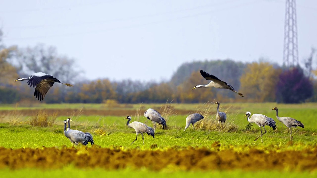Animal life.. crane 🕊️