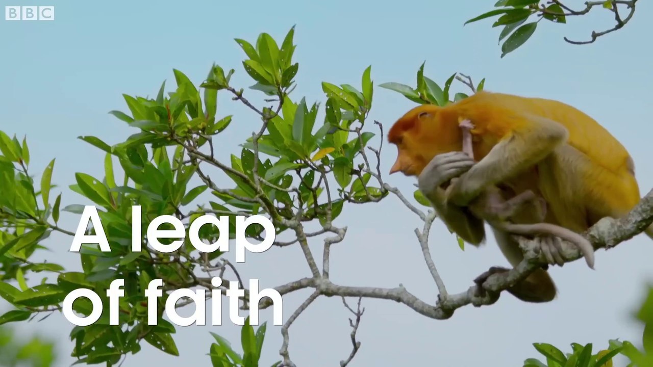 Proboscis Monkeys Leap Into Crocodile-Infested River  BBC Earth - 1080