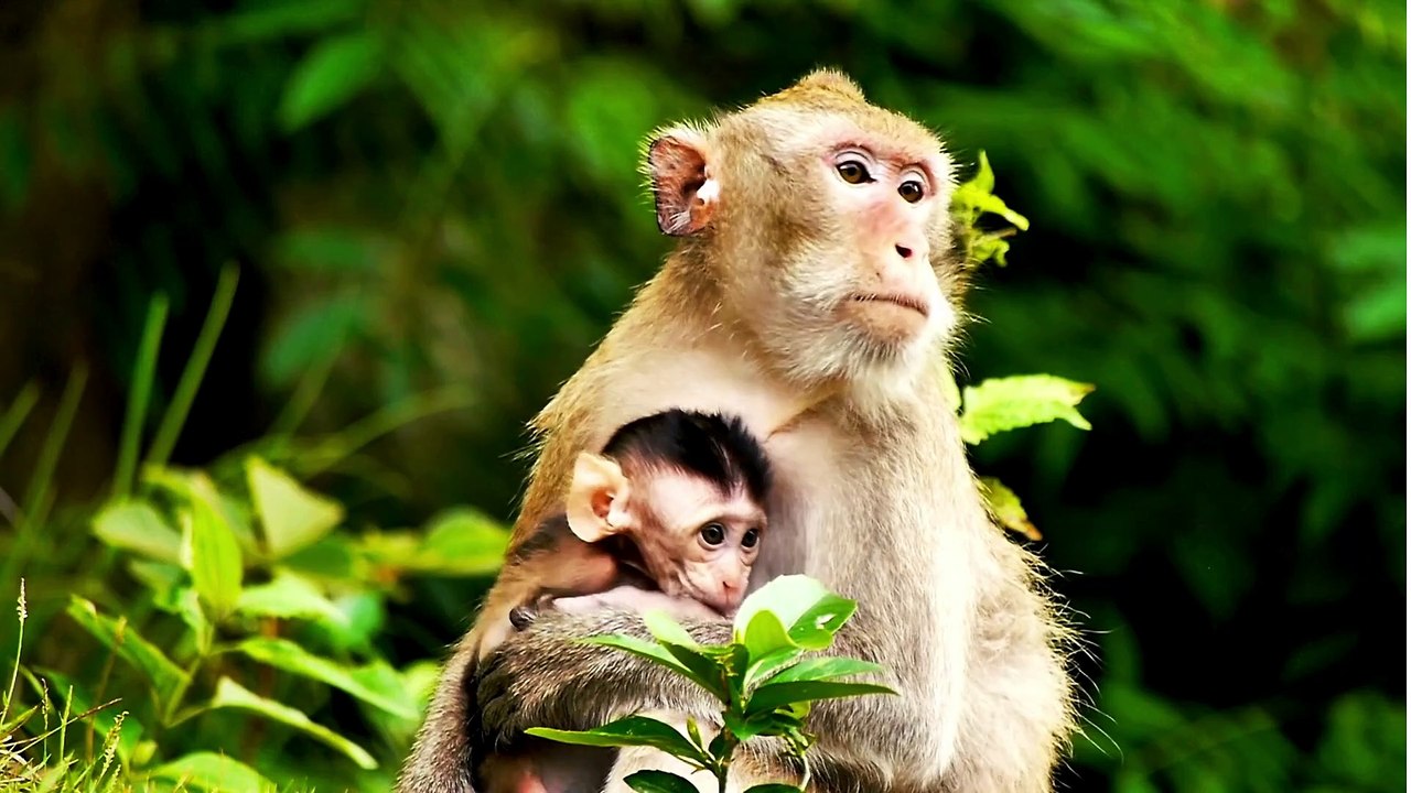 MONKEY