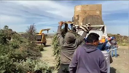 Si vive en Neza y no sabe qué hacer con su pino de navidad, aquí le decimos