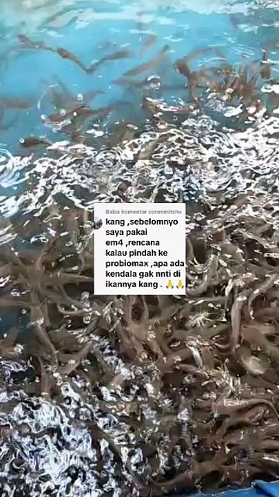 Sebelumnya menggunakan Em4, mau ganti ke Probiomax, masalah gak ke ikan nya