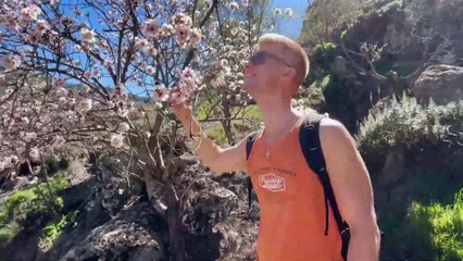Did You Know Gran Canaria Has an Almond Blossom Wonderland?