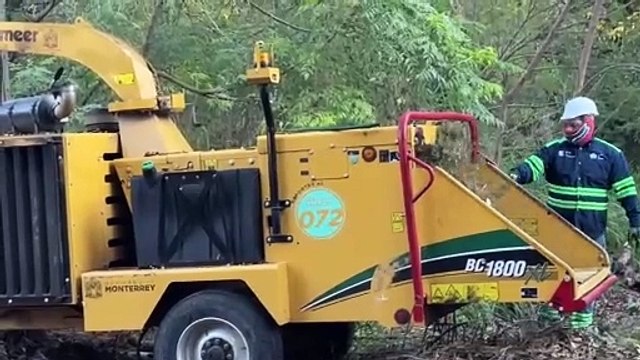 Instala Monterrey 47 centros de acopio de pinos navideños