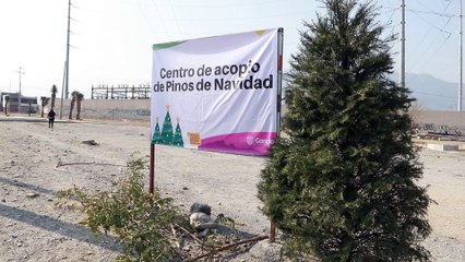 Habilita García centros de acopio para reciclaje de pinos navideños
