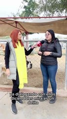 VIDEO l Huskys rescatados en Escobedo buscan familia, conoce los requisitos para adoptarlos