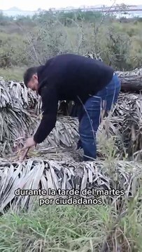 Rescatan del frío a 24 perros abandonados en Escobedo