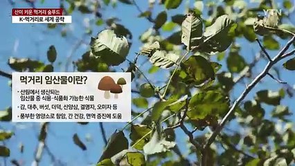 산이 키운 먹거리 '숲푸드'...K-먹거리로 세계 공략 / YTN