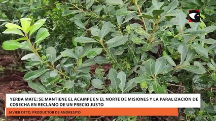 Yerba mate se mantiene el acampe en el norte de Misiones y la paralización de cosecha en reclamo de un precio justo
