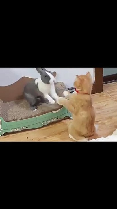 Welpe kaut ersten Knochen! 20250215