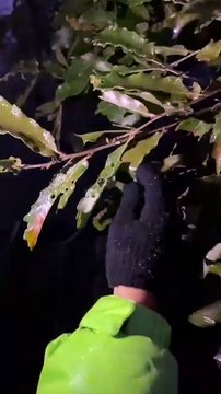 Así luce Chipinque por el Frente Frío 21 que azota Nuevo León