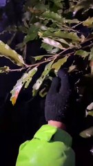 Así luce Chipinque por el Frente Frío 21 que azota Nuevo León