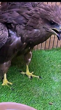 Un #halcón cubría a un #gatito con sus alas… hasta que la ayuda llegó Después de una fuerte lluvia, en medio de la calle, un halcón y un gatito se refugiaban juntos, solos y sin nadie que los protegiera. Cuando
