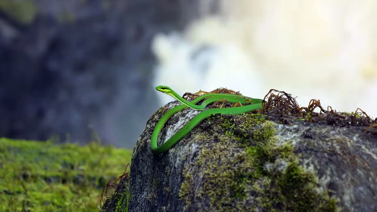 Gabun Uncharted | movie | 2024 | Official Trailer