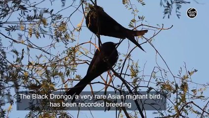 Unusual encounter: Rare Asian migrant bird establishes family in Dubai