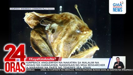 #KuyaKimAnoNa? - Humpback Anglerfish o sea devil, namataan sa mababaw na parte ng karagatan; Mga alimango, sumuot sa iba't ibang bahagi ng bahay; Kuwago, sumalpok sa motor; Giant bouquet na may 520 piraso ng rosas, trending... | 24 Oras