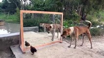Angry dogs vs mirror reaction _ Funny dogs fighting mirror _ Amazing mirror reactions on dog(720P_HD)