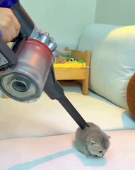 🐾 Prepare to have your heart stolen by the cutest furballs on the internet