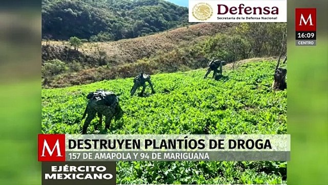 SSPC: Ejército y Fuerza Aérea Mexicana luchan contra el narcotráfico y la producción de drogas