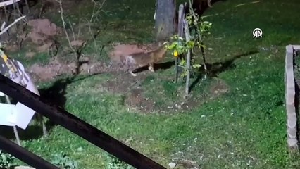 Evinin bahçesine giren çakallara dikkat çeken muamele