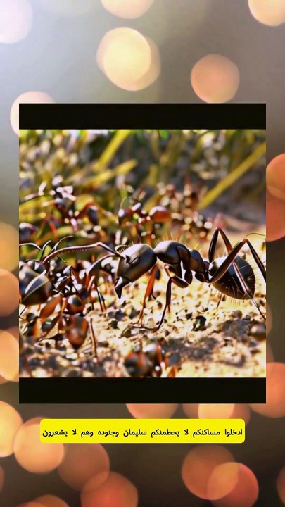 قصة النملة التي أوقفت جيش سليمان: عبرة من الحكمة والتواضع -   #  #النملة #سليمان #القرآن #الحكمة #التواضع #القصص #العبرة #التعاون #الاحترام #الجيش