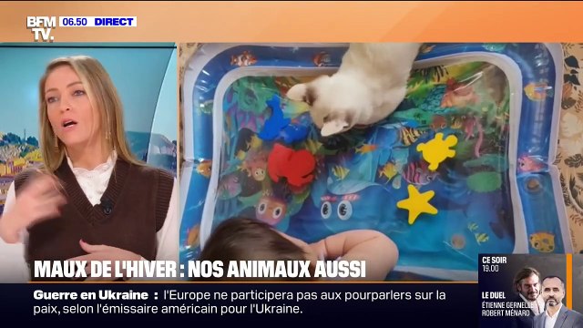 Santé: nos animaux de compagnie sont également sujets aux maladies d’hiver