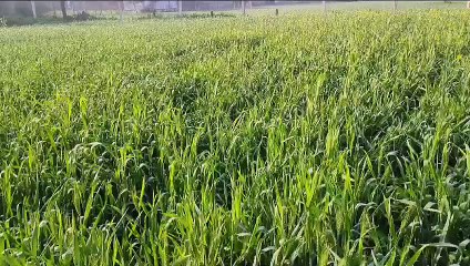 असमय बढ़ते तापमान से किसानों की बढ़ी चिंता, समय से पहले फसल पकने का खतरा