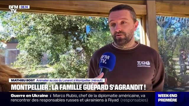 “C'est assez exceptionnel”: trois bébés guépards sont nés au zoo Montpellier