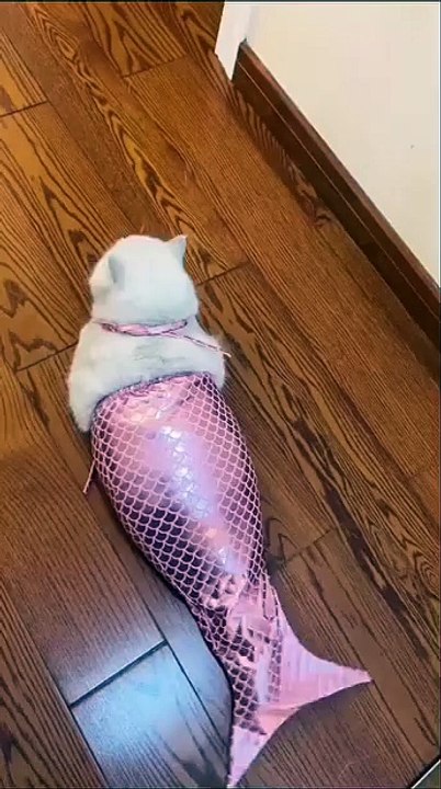 Hund genießt eine Massage! 20250216