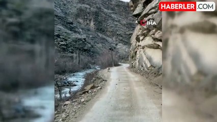 Artvin'de nesil tehlike altında olan vaşak görüntülendi