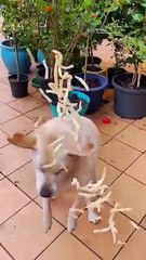 Funny Moments of Cat & Dog Bosses - Episode 25 |  Meow & Woof Universe