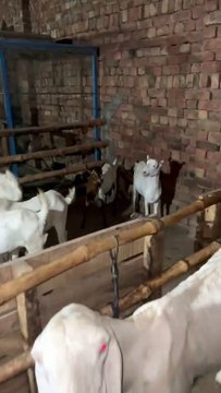 Pets life #trending #usa #viral #shortvideo #baby #pet #animals #goats #bakra #bakramandi