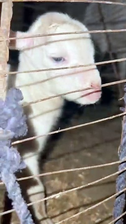 Pets life #trending #usa #viral #shortvideo #baby #pet #animals #goats #bakra #bakramandi